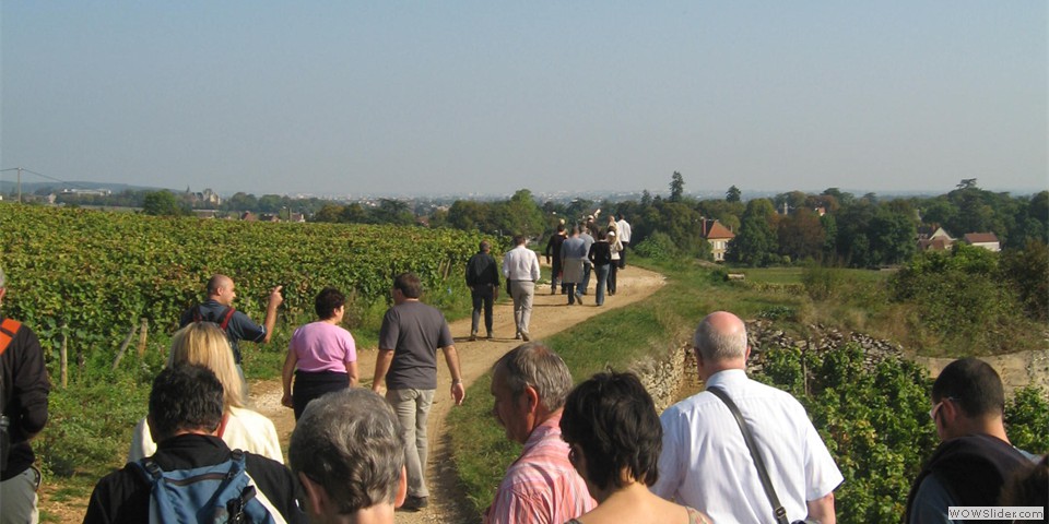 Walk_in_vines