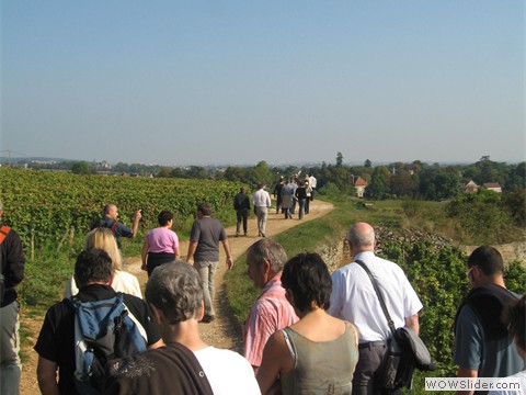 Walk_in_vines