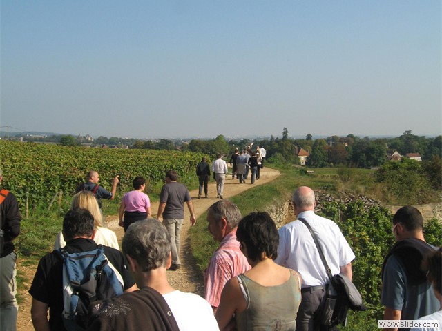 Walk_in_vines
